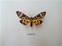 藏品(大麗燈蛾)的圖片